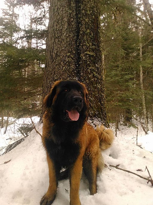 Estrela Shepherd Dog in the snow